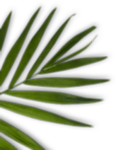 Osmaniye Elysium Baby Spa Masaj Salonu | Bebek ve Bayan Masaj Hizmetleri